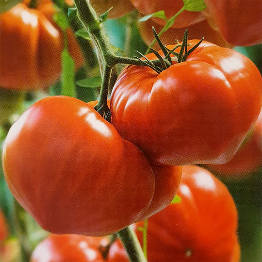 Tomat 'Gourmandia' F1