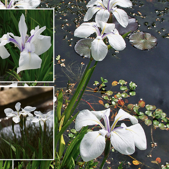 Glansiris 'Snowdrift'