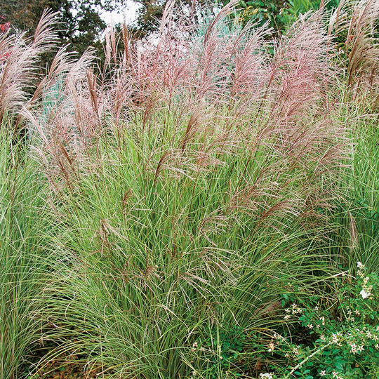Glansmiskantus 'Morning Light' 2L, 2-pack