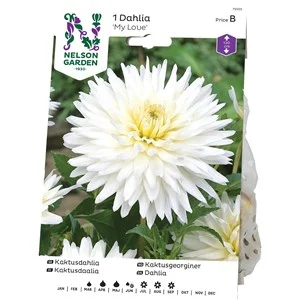 Vårlök Nelson Garden Kaktusdahlia My Love Hög, Vit