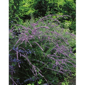 Sommarbuddleja CO 3-pack