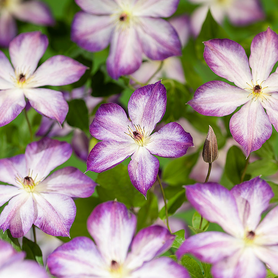 Klematis 'Pernille'
