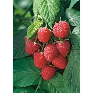 Hösthallon mörkrött 'Autumn Bliss', 30-50 cm 10-pack