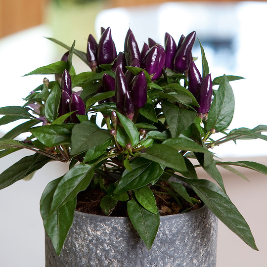 Prydnadspaprika 'Salsa Purple'