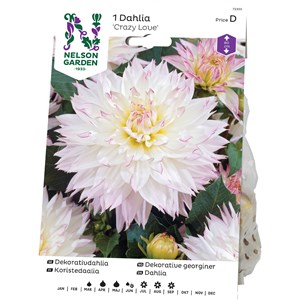 Vårlök Nelson Garden Dekorativdahlia Crazy Love Låg, Vit/rosa