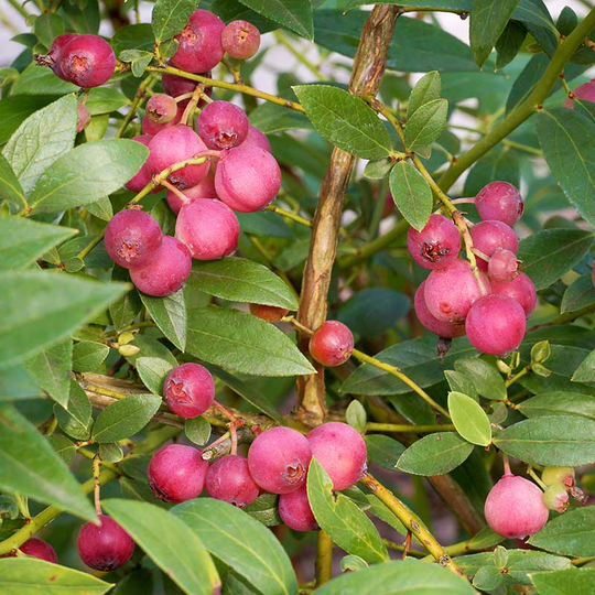 Amerikanskt blåbär 'Pink Lemonade', 1-pack