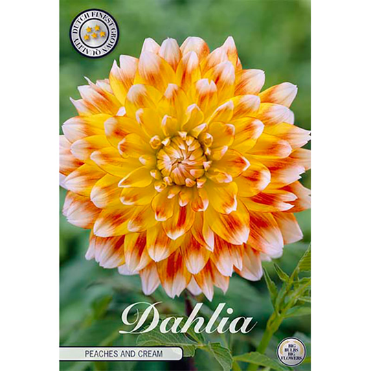 Dekorativdahlia 'Peaches and Cream'