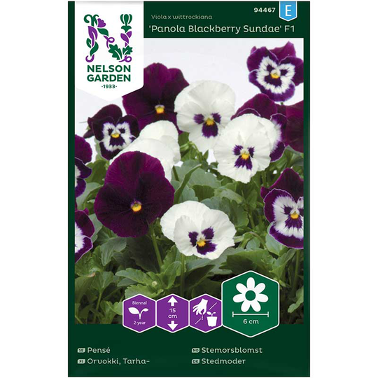 Pensé 'Panola Blackberry Sundae', mix