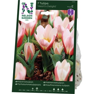 Höstlök Nelson Garden Näckrostulpan Hearts Delight Röd/Rosa