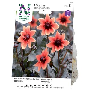 Vårlök Nelson Garden Dahlia Enkel Dragon Ball Låg, Orange