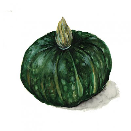 Vintersquash 'Buttercup Bush Emerald'