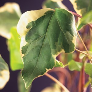 Murgröna Algerisk 'Gloire de Marengo' 1-pack
