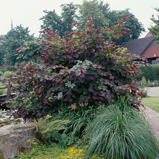 Blodhassel 'Purpurea'