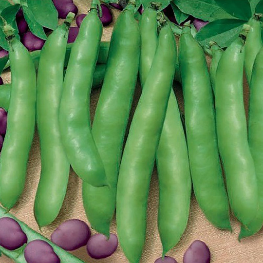 Bondböna 'Extra precoce a grano violetto'