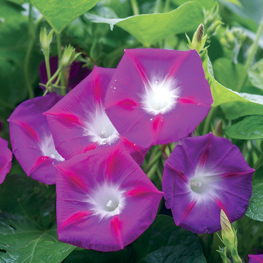 Purpurvinda, Morning Glory 'Party Dress'