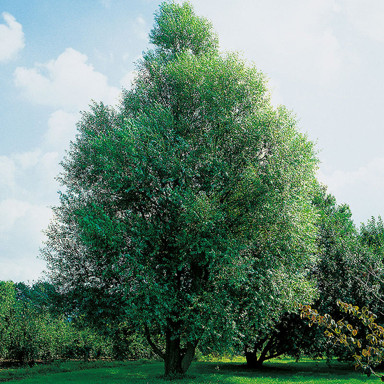 Klotpil, Salix fragilis 'Bullata', 100-120 cm