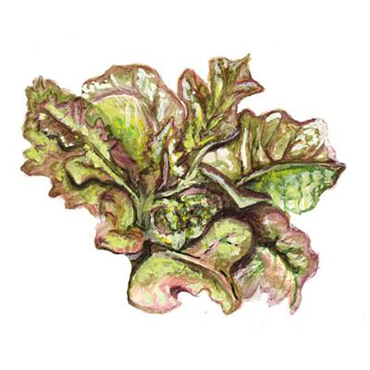 Huvudsallat 'Redder Ruffled Oak'