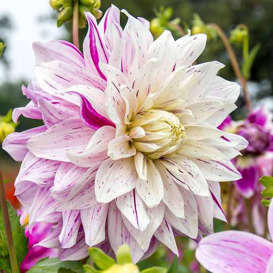 Dekorativdahlia ’Bristol Stripe’