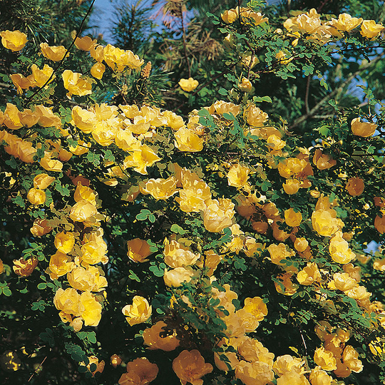 Ros 'Hugonis'