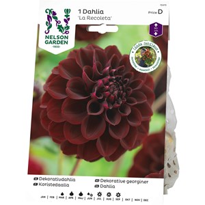 Vårlök Nelson Garden Bolldahlia La Recoleta Hög, Choklad