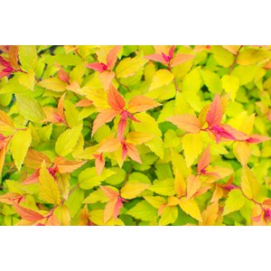 Praktspiraea Firelight 3-pack