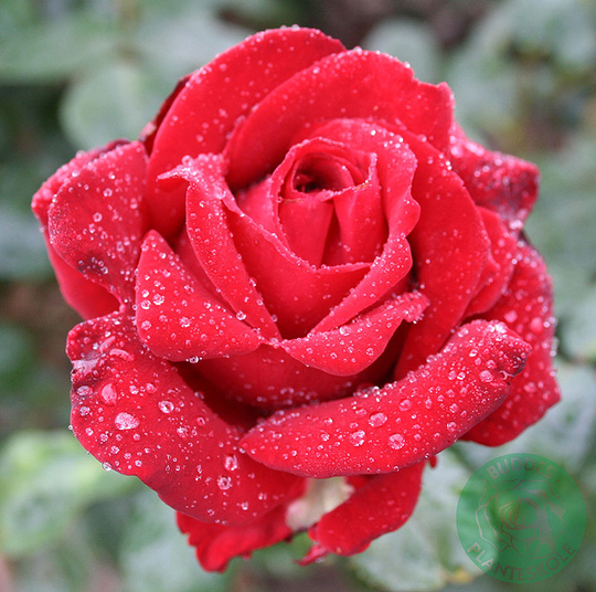 Ros 'Ingrid Bergman'