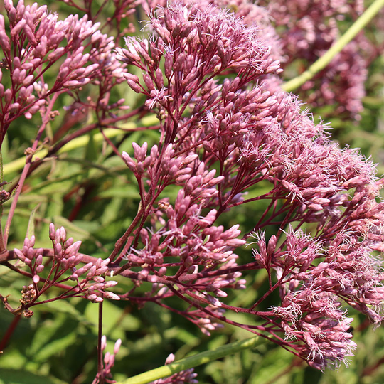 Fläckflockel 'Atropurpureum', 3-pack