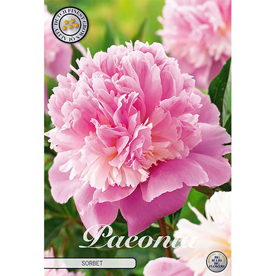 Luktpion 'Sorbet'