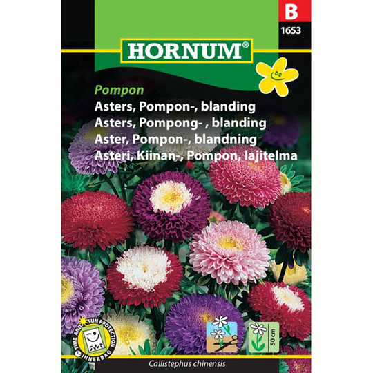 Aster 'Pompon Mix'