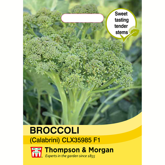 Broccoli 'Sweet Returns' F1