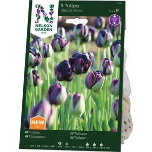 Höstlök Nelson Garden Sen Fylld Tulpan Black Hero
