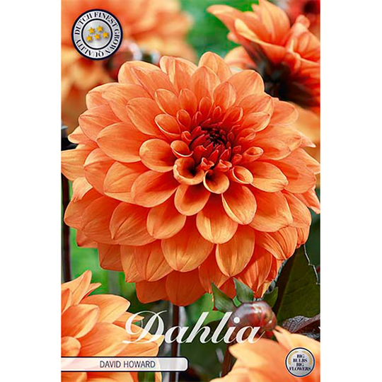 Dekorativdahlia 'David Howard'