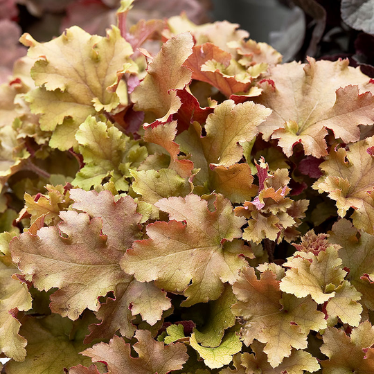 Alunrot 'Marmelade', 3-pack