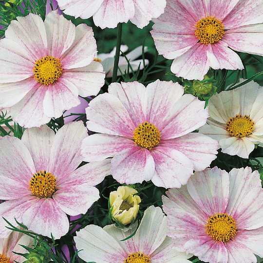 Rosenskära 'Versailles Flush'