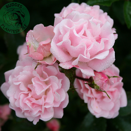 Ros 'Rosenholm'