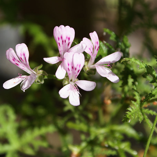 Vildpelargon P. denticulatum