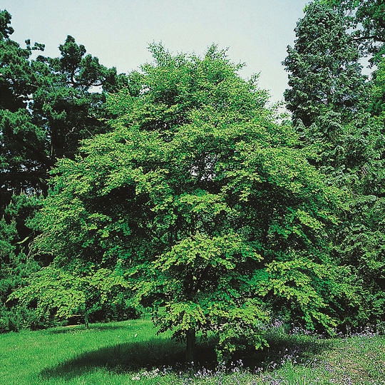 Katsura