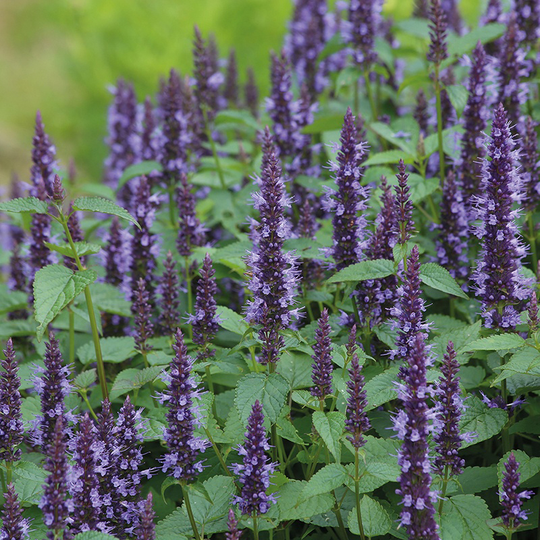 Anisisop 'Astello Indigo'