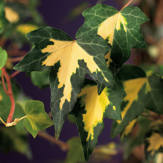 Murgröna 'Goldheart'