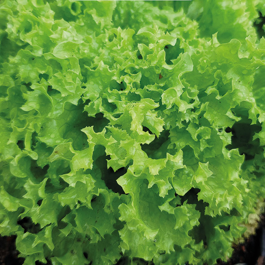 Plocksallat 'Lollo Bionda'