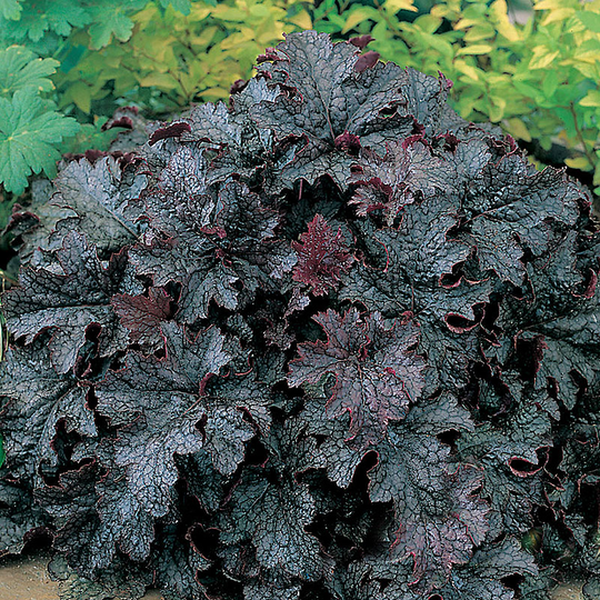 Alunrot 'Plum Pudding', 3-pack