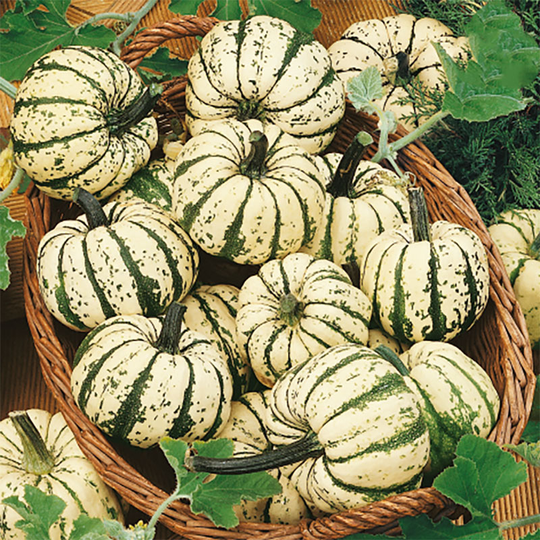 Pumpa 'Sweet Dumpling'