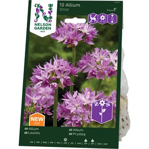 Allium Nelson Garden Eros Rosa