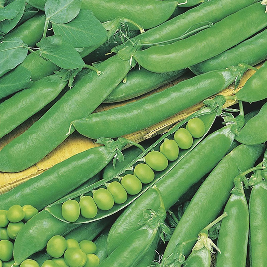 Märgärt 'Rondo', ekologisk