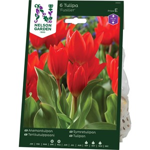 Höstlök Nelson Garden Anemontulpan Fusilier Röd