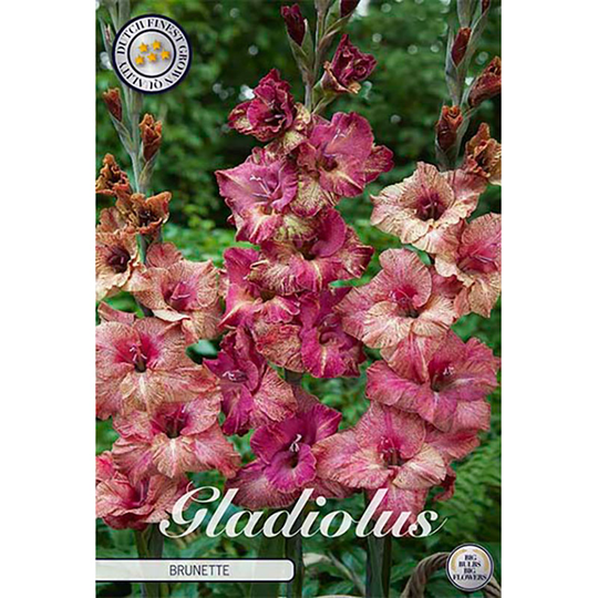 Gladiolus 'Brunette'