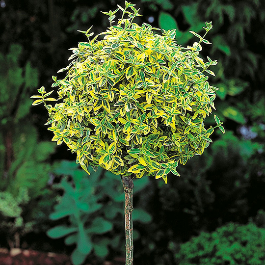 Gulbrokig klätterbenved 'Emerald'n Gold'