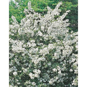 Bukettapel CO D9-11 cm, 10-pack