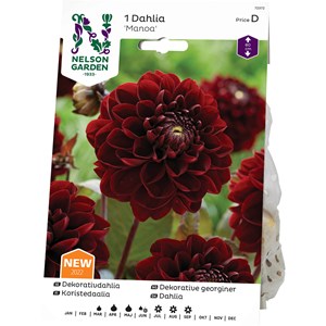 Vårlök Nelson Garden Dekorativdahlia Manoa Hög Vinröd
