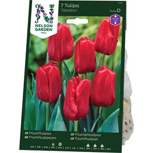 Höstlök Nelson Garden Triumftulpan Seadov Kardinalröd